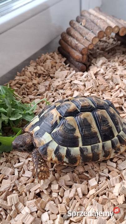 Sprzedam żółwia greckiego