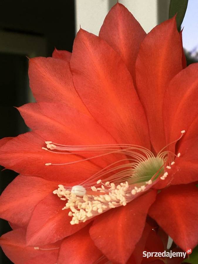 Epifilum ackermanii Kraków