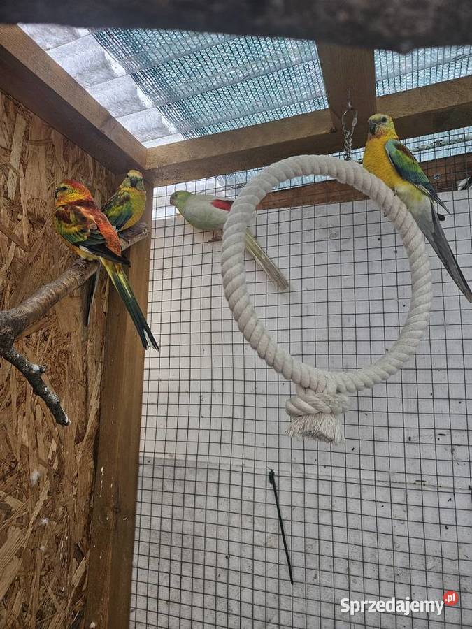 Swiergoty 4 samce Poznań sprzedam