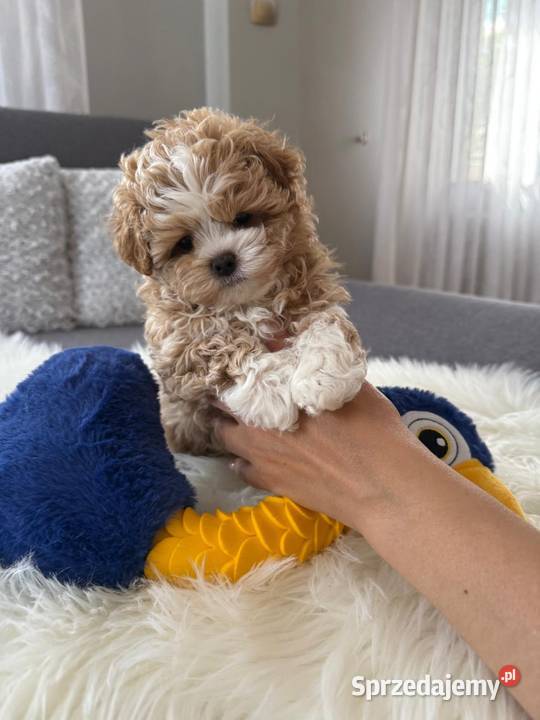 Maltipoo xxs pieski mazowieckie Lipsko
