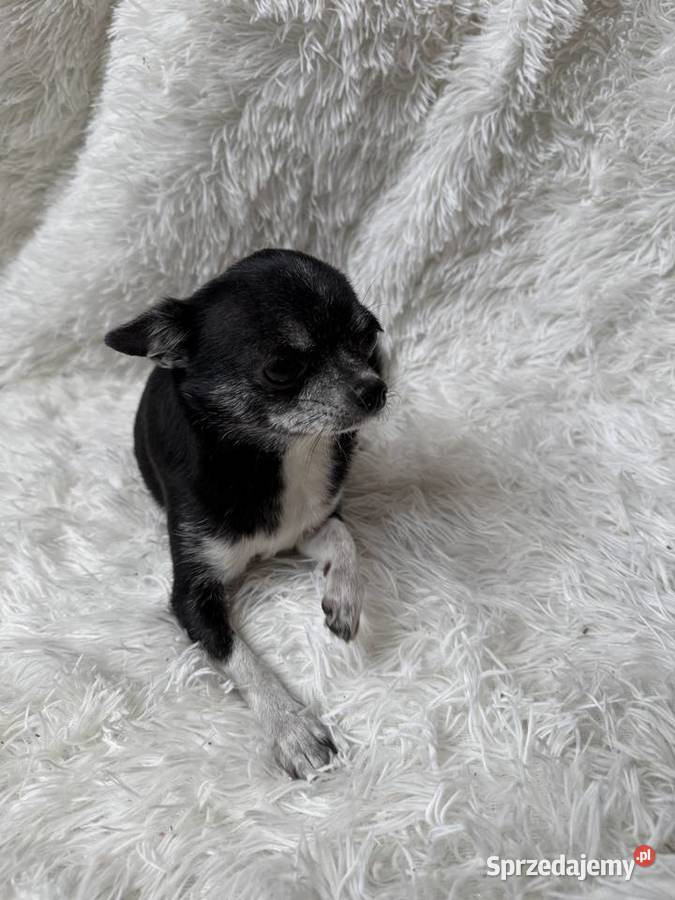 Chihuahua szczeniak xs apple head Olsztyn