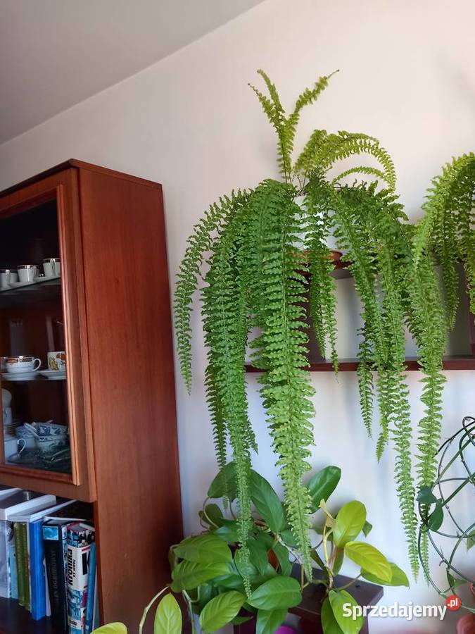 Paproć gatunek z dawnych lat Sosnowiec