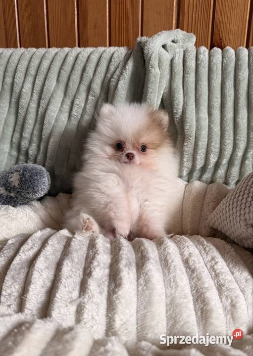 Szpic miniaturowy pomeranian Częstochowa