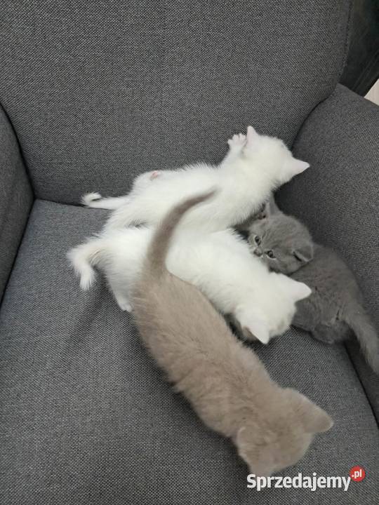Sprzedamkotki brytyjskie