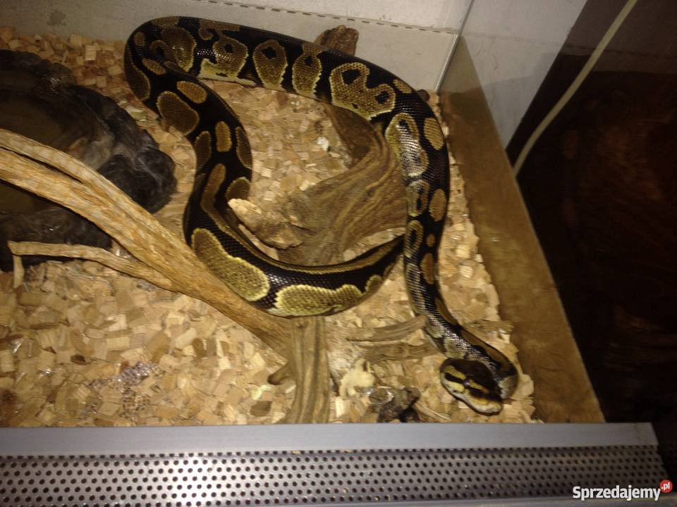 WążPyton Królewski terariumsprzedam Warszawa sprzedam