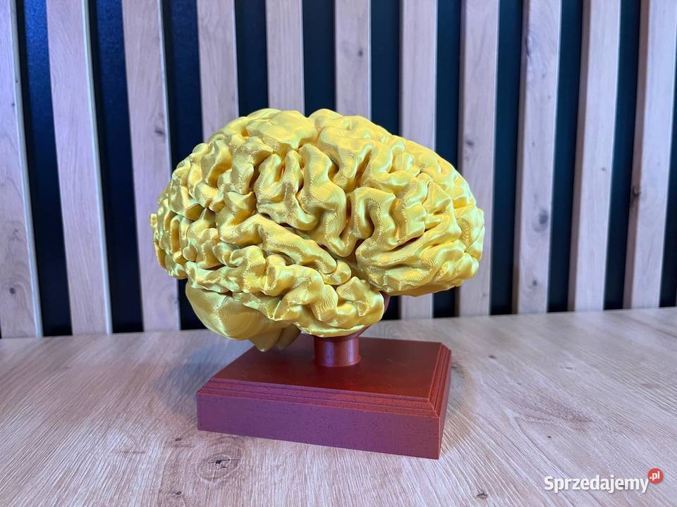 Model anatomiczny mózgu skala 11 śląskie Rybnik