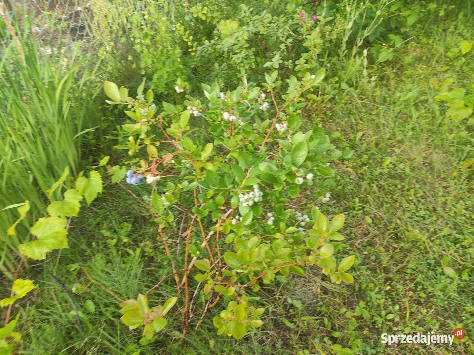 Sprzedam działkę na terenie ROD Białystok