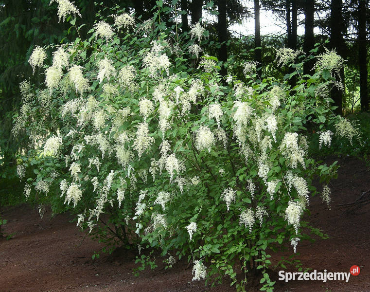 PUSTOKRĘŻNIK RÓŻNOBARWNY Holodiscus discolor Nasiona Lubanie sprzedam