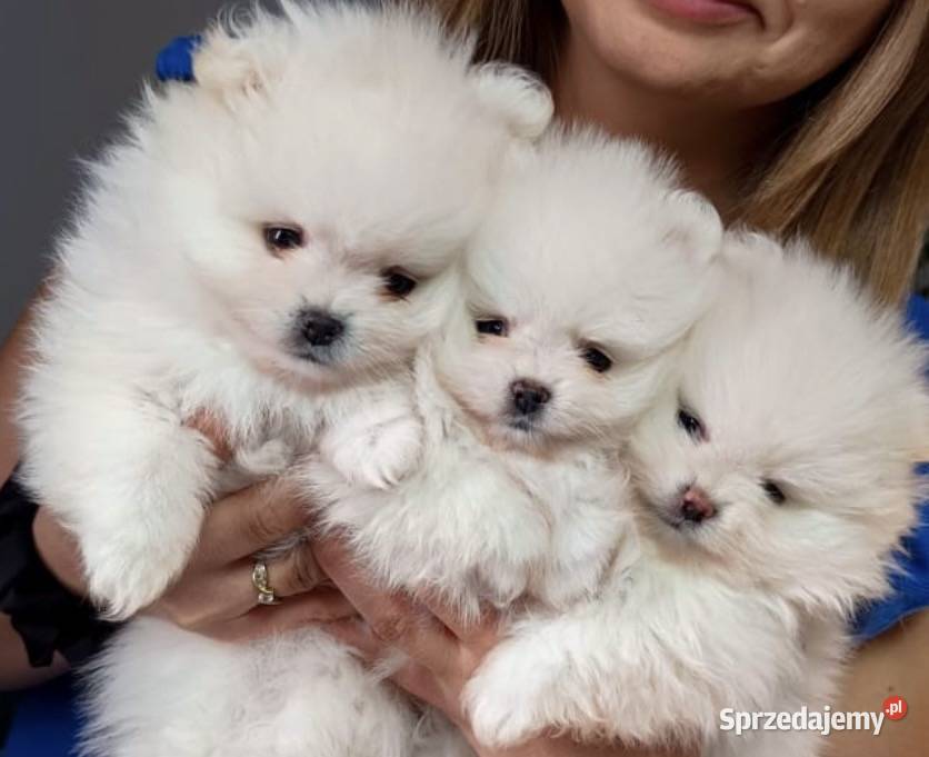 Szpic miniaturowy FCI ZkwP Szpic miniaturowy Gorzów Wielkopolski