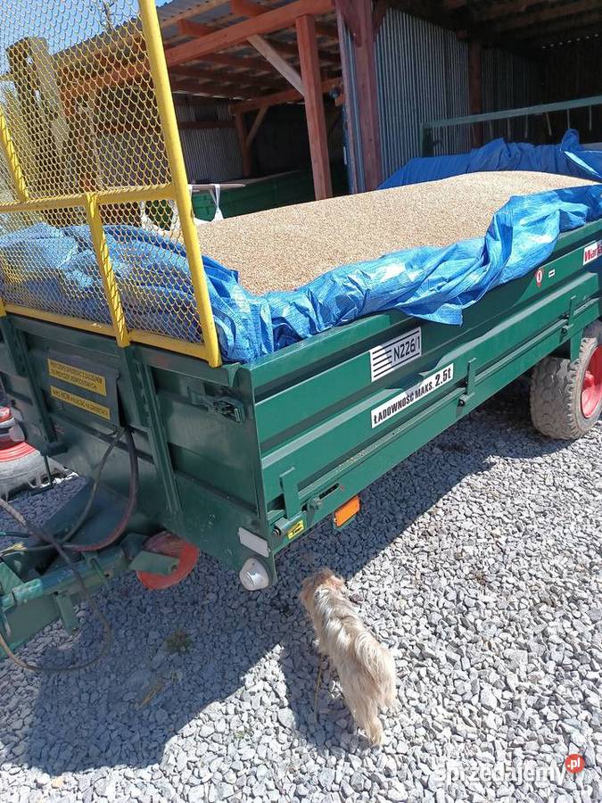 Pszenica euforia i Fox centrali Zboża Liplas