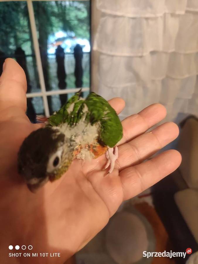 Rudosterki ręcznie karmione sprzedam