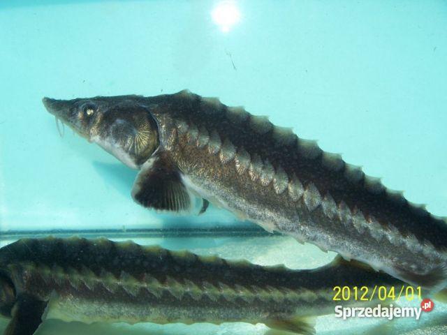 KARAŚ KARP LIN ORFA AMUR TOŁPYGA SZCZUPAK JESIOT sprzedam