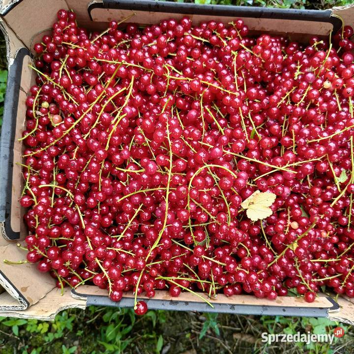 Sprzedam porzeczki czerwone Przyszowa sprzedam