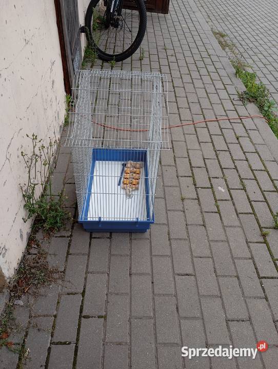 Klatka ptaków z akcesoriami i całym wyposażeniem Ptaki Starogard Gdański