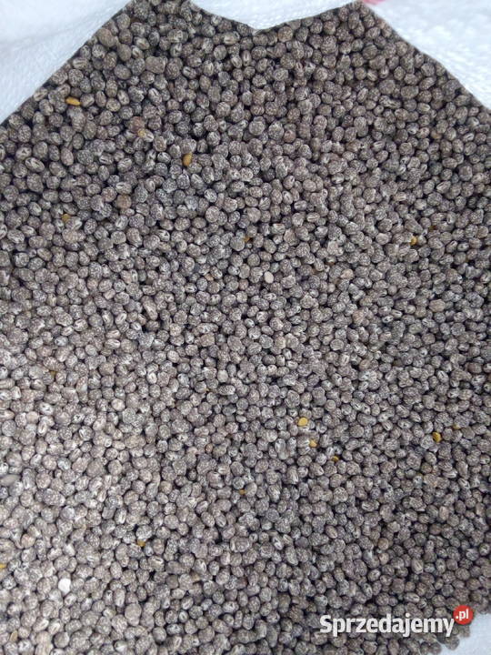 Groch siewny batuta Pilzno sprzedam