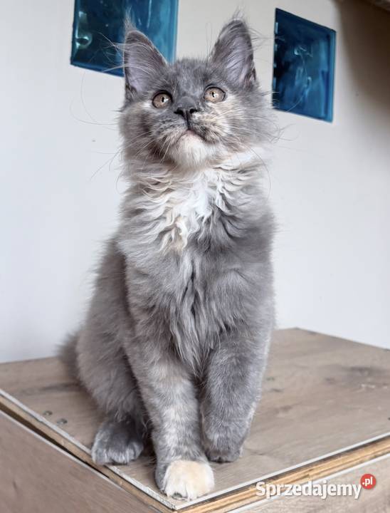 Maine Coon piękne kocięta Linia Shaded dolnośląskie Wińsko