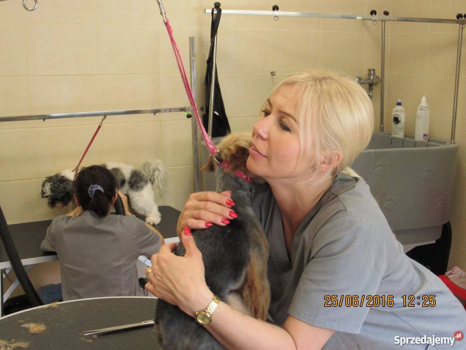 Fryzjer psa strzyżenie psów Salonik Pupilek dolnośląskie Legnica