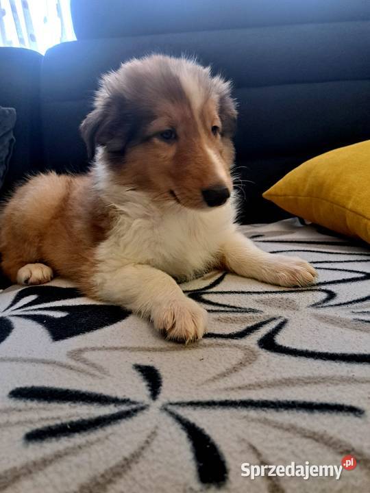 Owczarek Szkockie Collie szczeniaki Radom