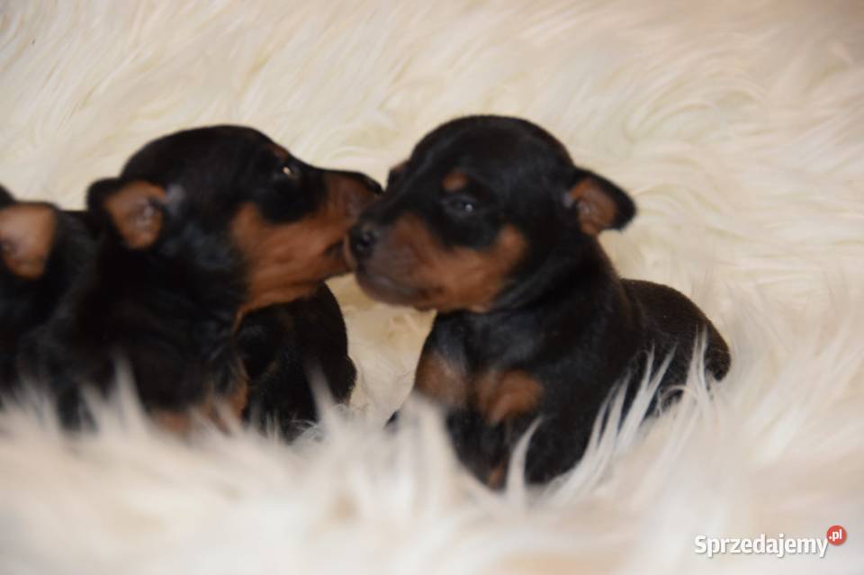 Szczenięta Pinczer Miniaturowy ZKWP fci Łochów