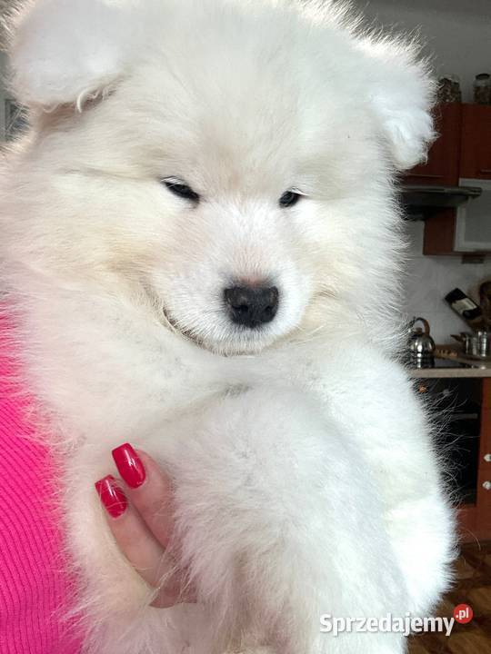 Samoyed FCI szczenięta gotowe do odbioru Pozostałe Łódź