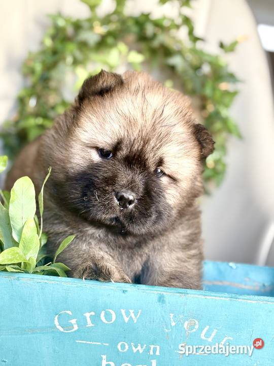 Chow chow FCI zkwp Gubin