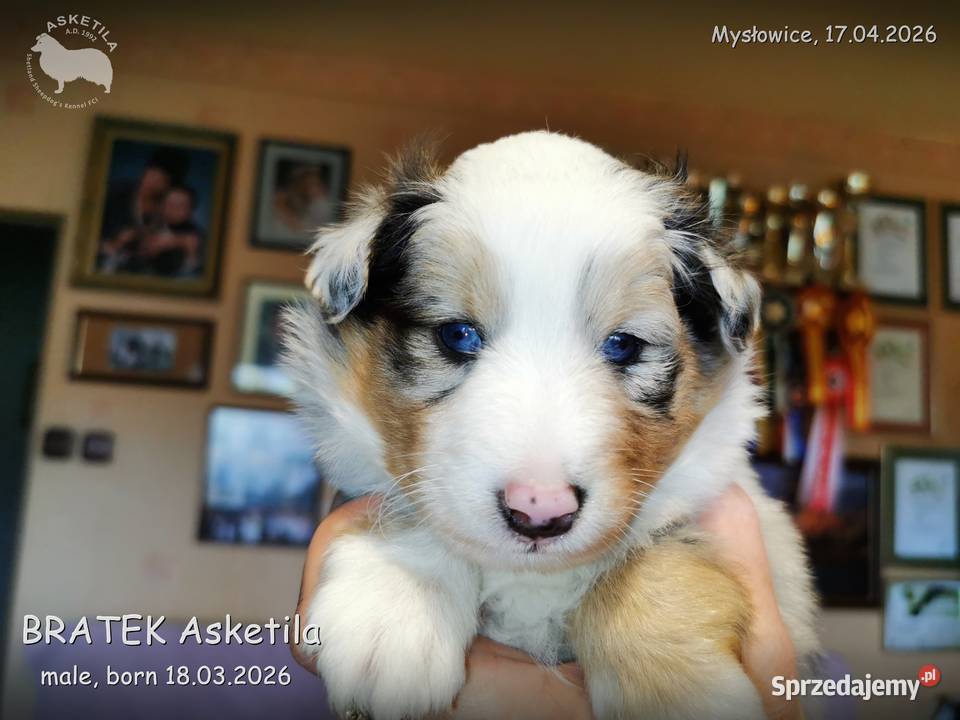 Owczarek szetlandzki szczenię na sprzedaż