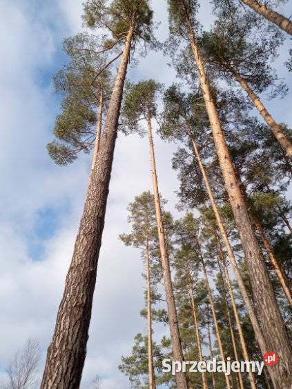 Sosna tartaczna Lipa