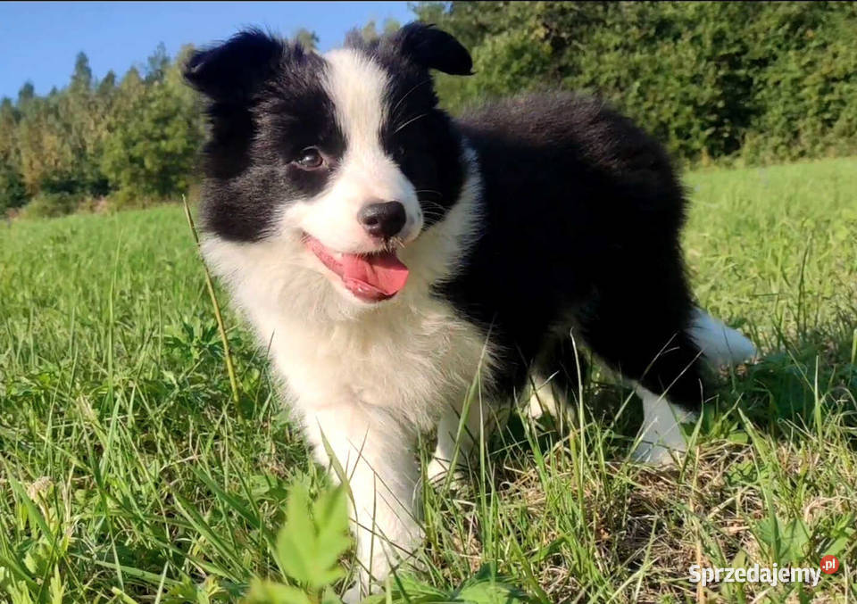 Piękna Rasowa suczka z pełną dok Szczeniak