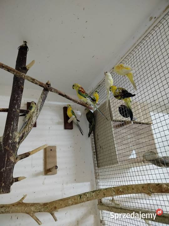 Młode świetgoty 2025 Jarosław