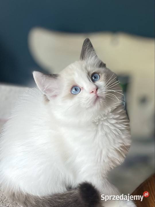 Ragdoll kotka rodowód FPL Częstochowa