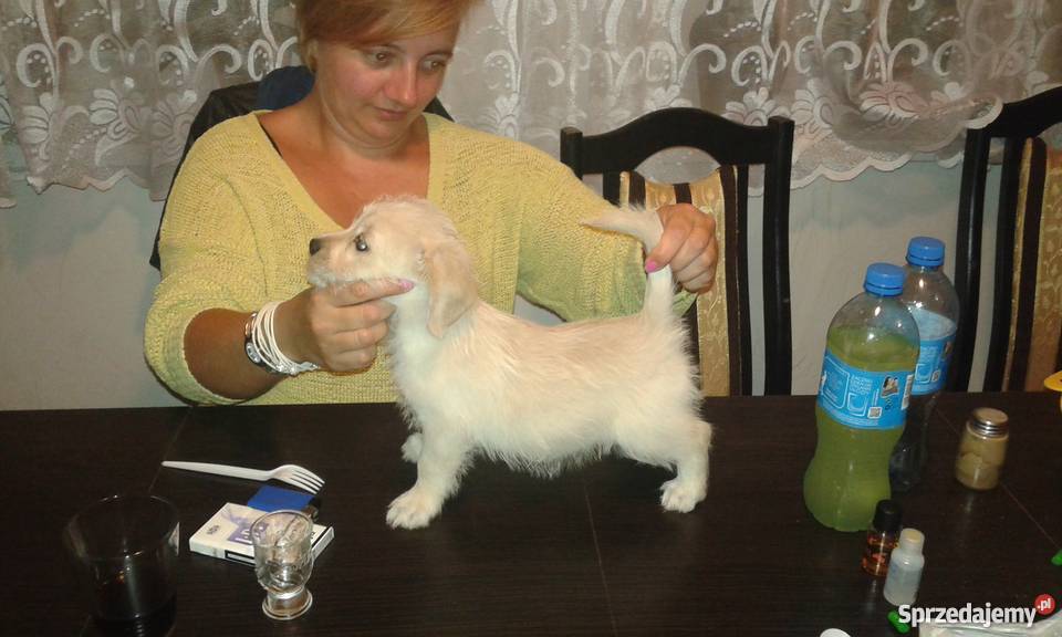 Mieszaniec yorka z Jack russell terrier Warszawa