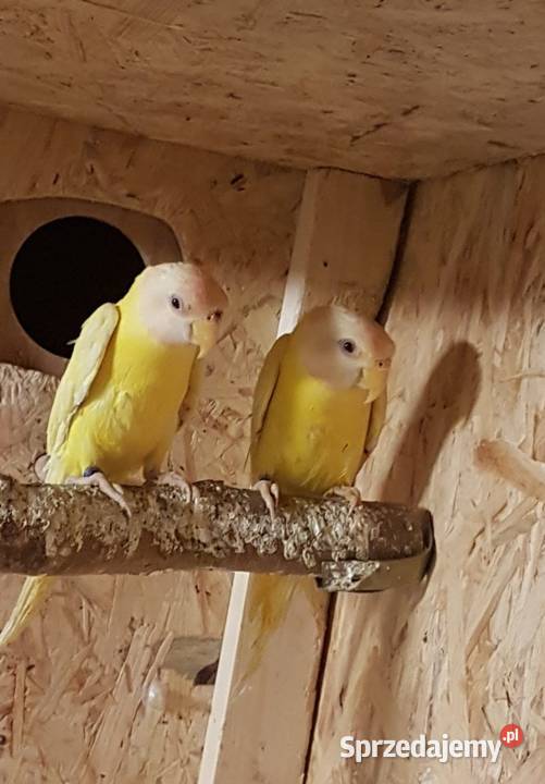 Aleksandretta śliwogłowa lutino śląskie Bystra sprzedam