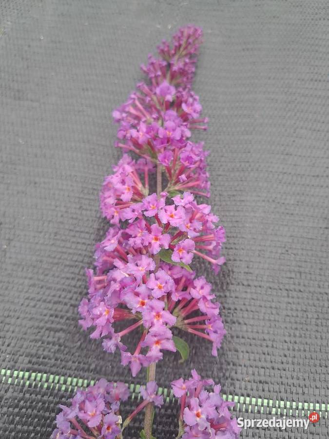 Budleja dawida butterfly candy śląskie Knurów