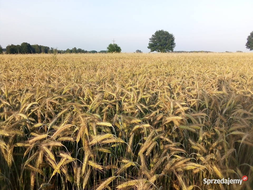 Pszenżyto Belcanto mazowieckie Kacprówek sprzedam