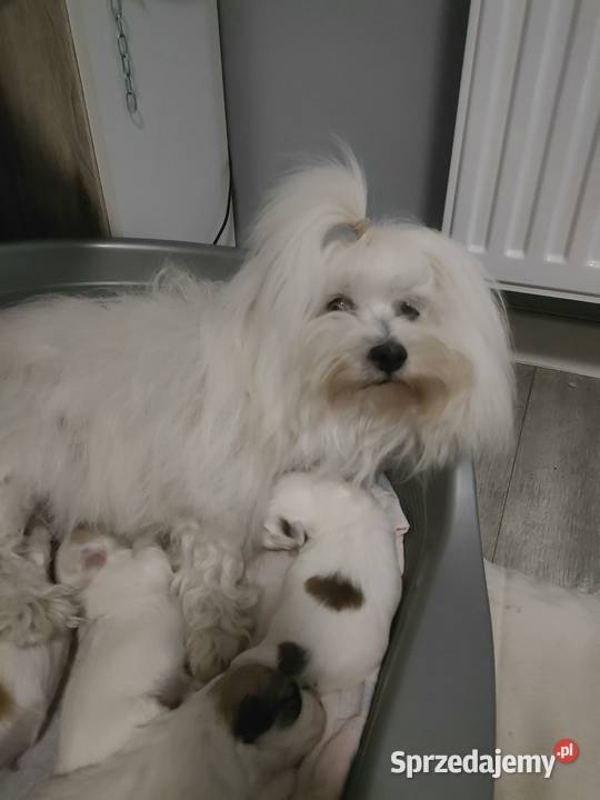 Coton de Tulear szczenięta ZKwP Inowrocław