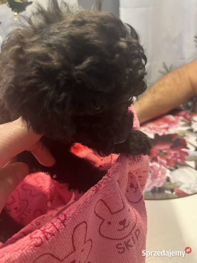 Pudel miniatura sunia Milicz