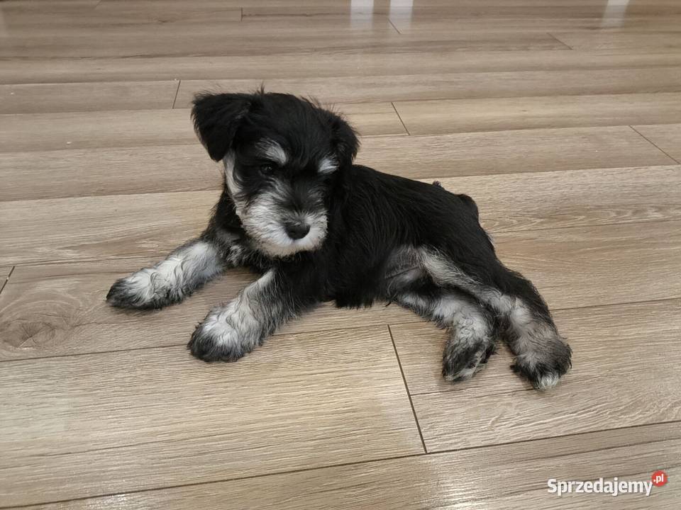 Sznaucer miniaturowy pieski Pozostałe Piaseczno