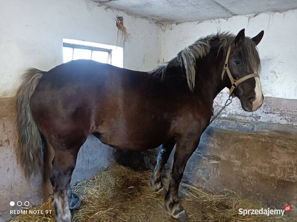 Klacz zrebna mazowieckie Kuczbork-Wieś