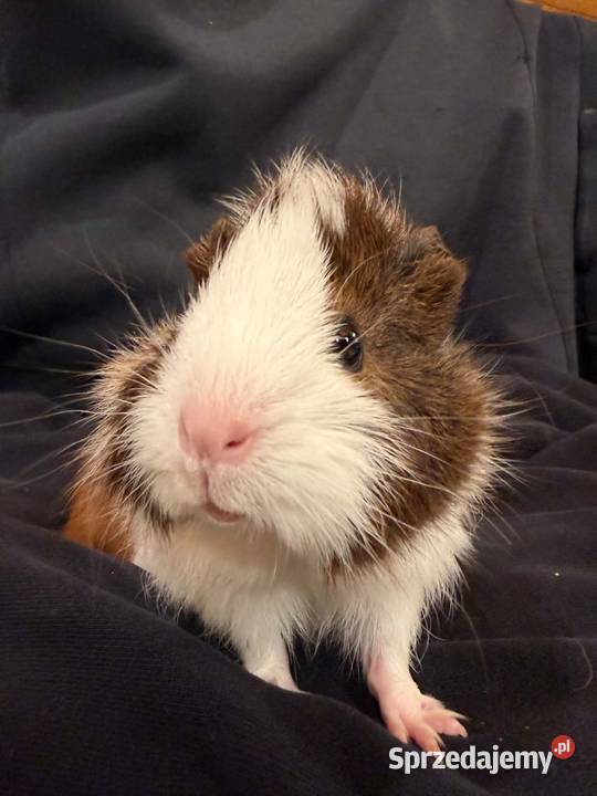 świnka morska cavia domowa SAMICA Gryzonie Koszyce Wielkie