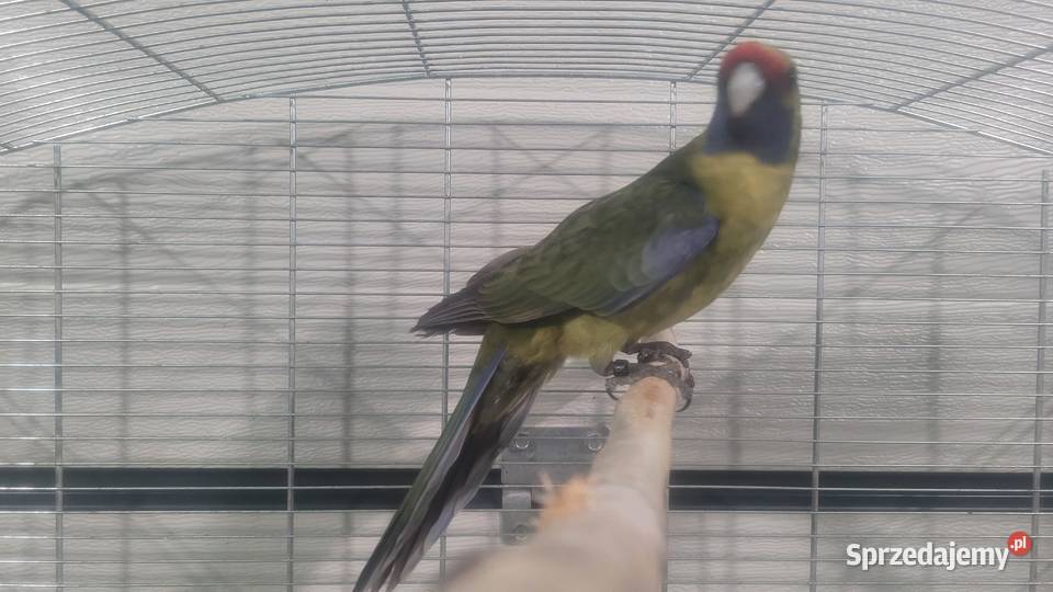 Papuga Rozella kaledońska Ptaki Wieliczka
