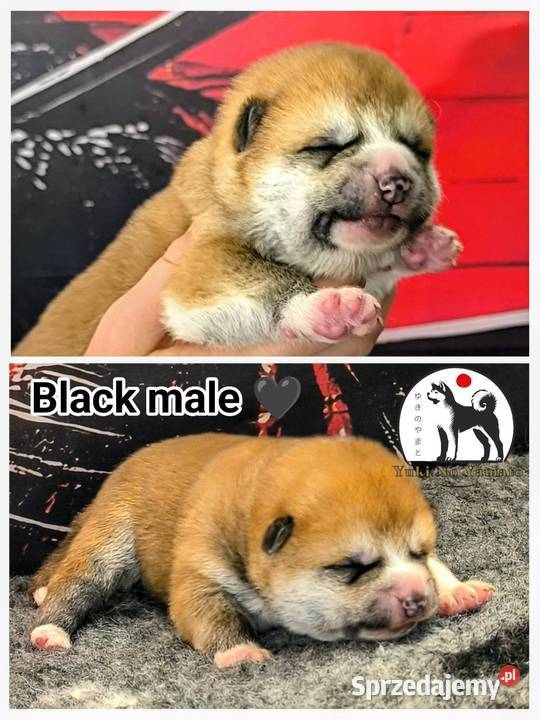 Akita Inu ZKwPFCI Grybów