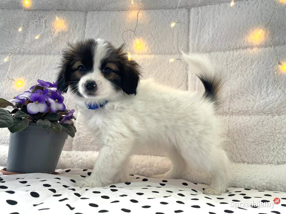 spaniel kontynentalny miniaturowy phalene nie Rudzica