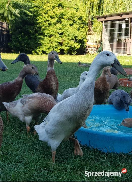 Biegusy kolorowe 3 miesięczne Żerków