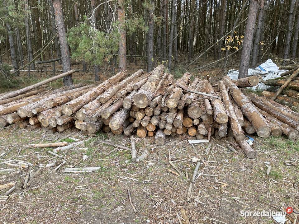 Drzewo na opał tanio Białobrzegi