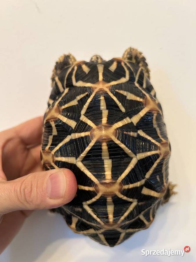 ŻÓŁW GWIAŹDZISTY Geochelone elegans Rzeszów