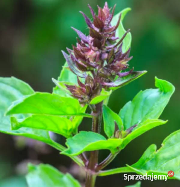 BAZYLIA ŚWIĘTA  Ocimum sanctum NASIONA 100g sprzedam
