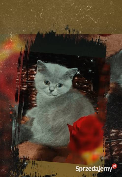 Kot brytyjski niebieski Wodzisław Śląski