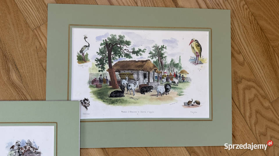 Oryginalne Litografie 1860 r Albert Adam Ręcznie Warszawa