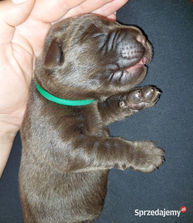 Labrador Retriever ZKwPFCI czekoladowe dolnośląskie Szczawin