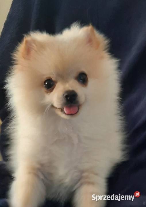 Przepiękny niedźwiadek rasy pomeranian mazowieckie Radom